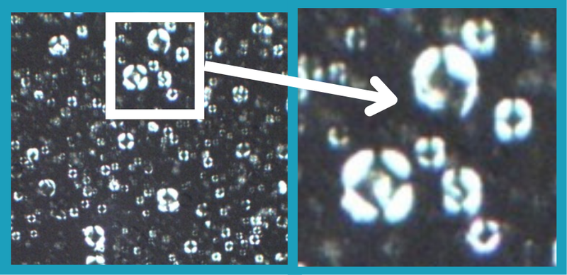 Zerafite moisturizer under a cross-polarized microscope showing the Maltese cross pattern of its skin barrier lipids
